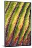 Santa Catalina barrel cactus spines close up, Mexico-Claudio Contreras-Mounted Photographic Print