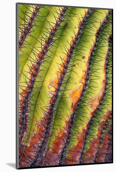 Santa Catalina barrel cactus spines close up, Mexico-Claudio Contreras-Mounted Photographic Print