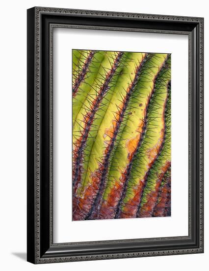 Santa Catalina barrel cactus spines close up, Mexico-Claudio Contreras-Framed Photographic Print