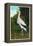 Santa Catalina Island, California - Bird Park, View of a Maguiri Stork-Lantern Press-Framed Stretched Canvas