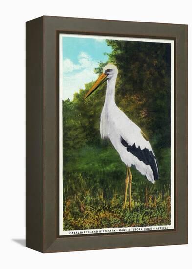 Santa Catalina Island, California - Bird Park, View of a Maguiri Stork-Lantern Press-Framed Stretched Canvas