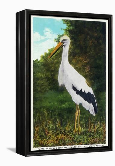 Santa Catalina Island, California - Bird Park, View of a Maguiri Stork-Lantern Press-Framed Stretched Canvas