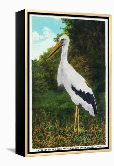 Santa Catalina Island, California - Bird Park, View of a Maguiri Stork-Lantern Press-Framed Stretched Canvas