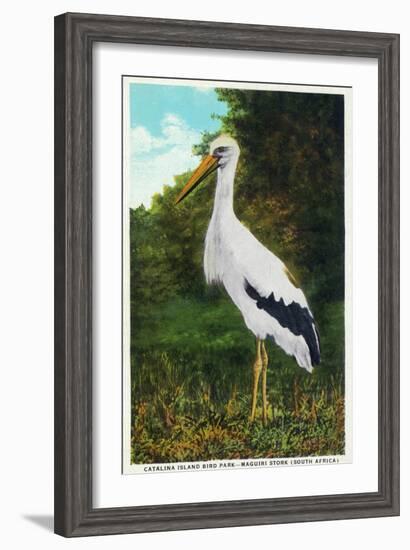 Santa Catalina Island, California - Bird Park, View of a Maguiri Stork-Lantern Press-Framed Art Print