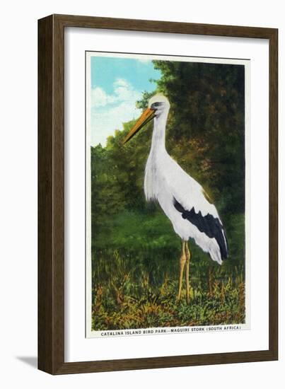 Santa Catalina Island, California - Bird Park, View of a Maguiri Stork-Lantern Press-Framed Art Print