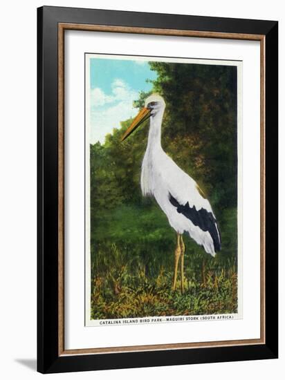 Santa Catalina Island, California - Bird Park, View of a Maguiri Stork-Lantern Press-Framed Art Print