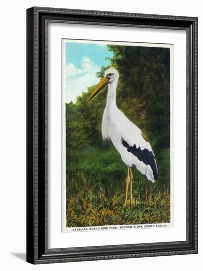 Santa Catalina Island, California - Bird Park, View of a Maguiri Stork-Lantern Press-Framed Art Print