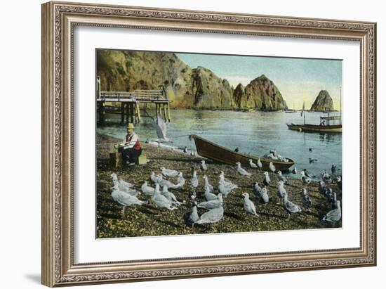 Santa Catalina Island, California - View of Sea Gulls at Avalon-Lantern Press-Framed Art Print