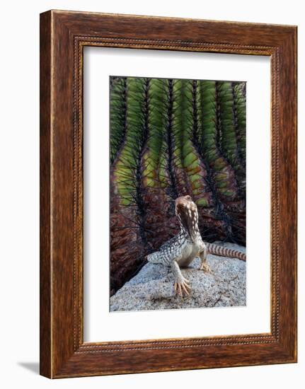 Santa Catalina Island desert iguana in front of barrel cactus-Claudio Contreras-Framed Photographic Print