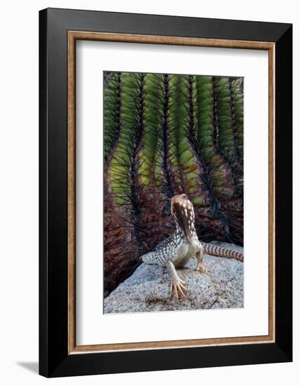 Santa Catalina Island desert iguana in front of barrel cactus-Claudio Contreras-Framed Photographic Print