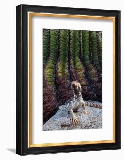 Santa Catalina Island desert iguana in front of barrel cactus-Claudio Contreras-Framed Photographic Print