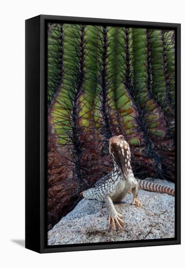 Santa Catalina Island desert iguana in front of barrel cactus-Claudio Contreras-Framed Premier Image Canvas