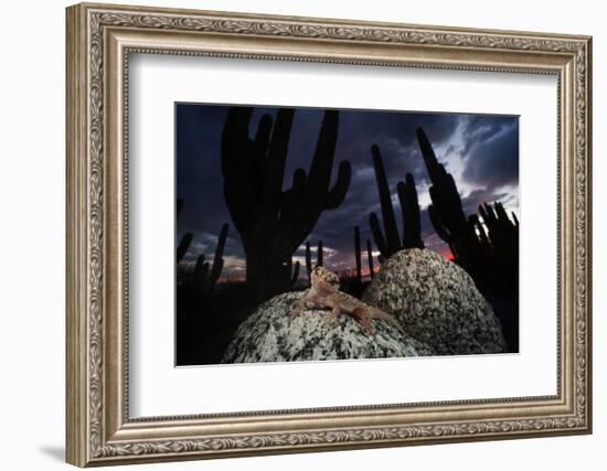 Santa Catalina Island leaf-toed gecko in front of cactuses-Claudio Contreras-Framed Photographic Print