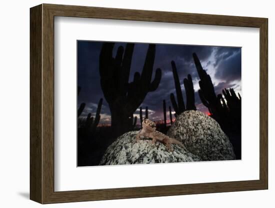 Santa Catalina Island leaf-toed gecko in front of cactuses-Claudio Contreras-Framed Photographic Print