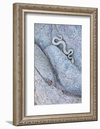 Santa Catalina Island rattlesnake slithering in rock, Mexico-Claudio Contreras-Framed Photographic Print