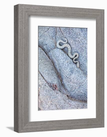 Santa Catalina Island rattlesnake slithering in rock, Mexico-Claudio Contreras-Framed Photographic Print