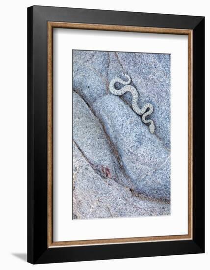 Santa Catalina Island rattlesnake slithering in rock, Mexico-Claudio Contreras-Framed Photographic Print