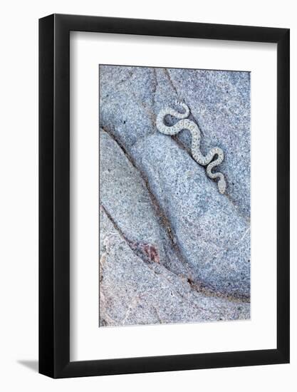 Santa Catalina Island rattlesnake slithering in rock, Mexico-Claudio Contreras-Framed Photographic Print