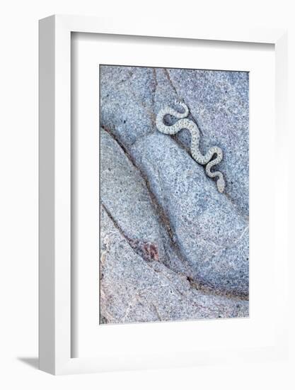 Santa Catalina Island rattlesnake slithering in rock, Mexico-Claudio Contreras-Framed Photographic Print