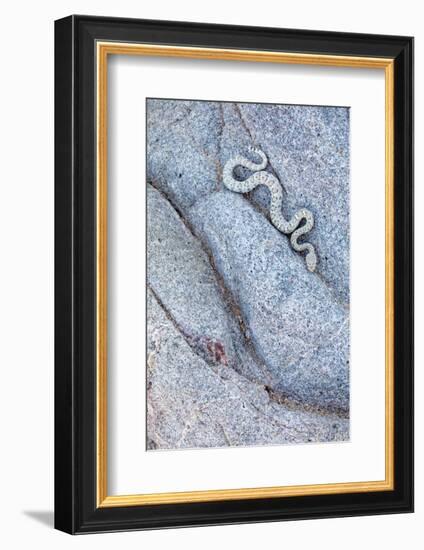 Santa Catalina Island rattlesnake slithering in rock, Mexico-Claudio Contreras-Framed Photographic Print