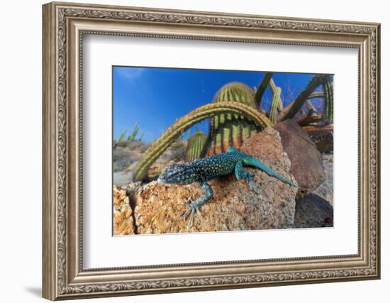 Santa Catalina Island side-blotched lizard in front of cactus-Claudio Contreras-Framed Photographic Print