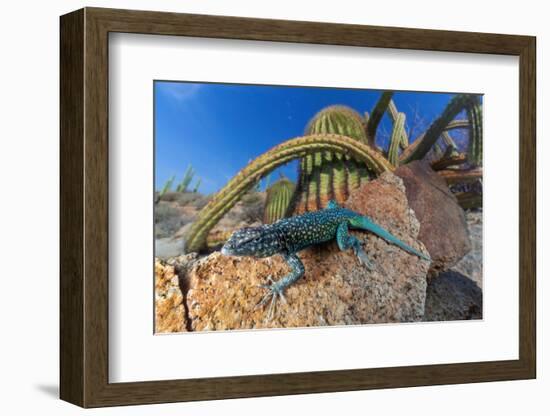 Santa Catalina Island side-blotched lizard in front of cactus-Claudio Contreras-Framed Photographic Print