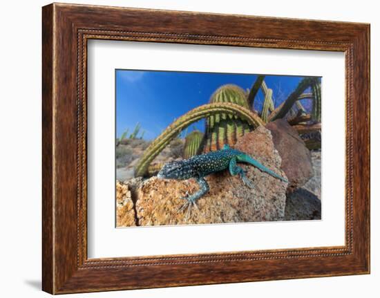 Santa Catalina Island side-blotched lizard in front of cactus-Claudio Contreras-Framed Photographic Print