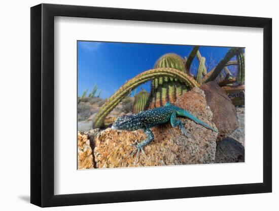 Santa Catalina Island side-blotched lizard in front of cactus-Claudio Contreras-Framed Photographic Print