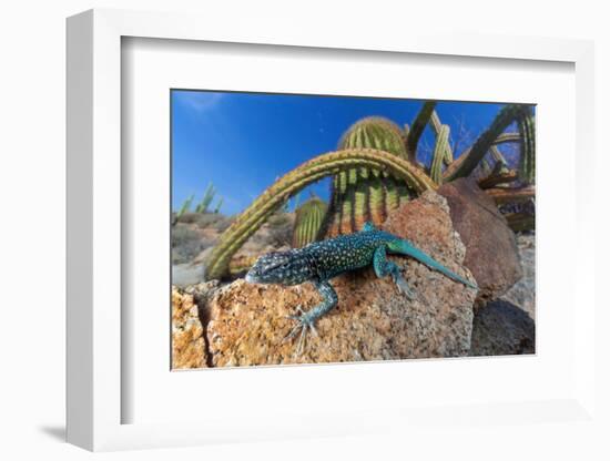 Santa Catalina Island side-blotched lizard in front of cactus-Claudio Contreras-Framed Photographic Print