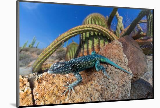 Santa Catalina Island side-blotched lizard in front of cactus-Claudio Contreras-Mounted Photographic Print