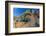 Santa Catalina Island side-blotched lizard in front of cactus-Claudio Contreras-Framed Photographic Print