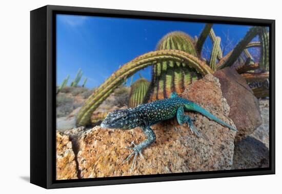 Santa Catalina Island side-blotched lizard in front of cactus-Claudio Contreras-Framed Premier Image Canvas