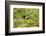 Santa Clara Ranch, Starr County, Texas. Audubon's Oriole (Icterus graduacauda) perched-Larry Ditto-Framed Photographic Print