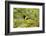 Santa Clara Ranch, Starr County, Texas. Audubon's Oriole (Icterus graduacauda) perched-Larry Ditto-Framed Photographic Print