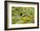 Santa Clara Ranch, Starr County, Texas. Audubon's Oriole (Icterus graduacauda) perched-Larry Ditto-Framed Photographic Print