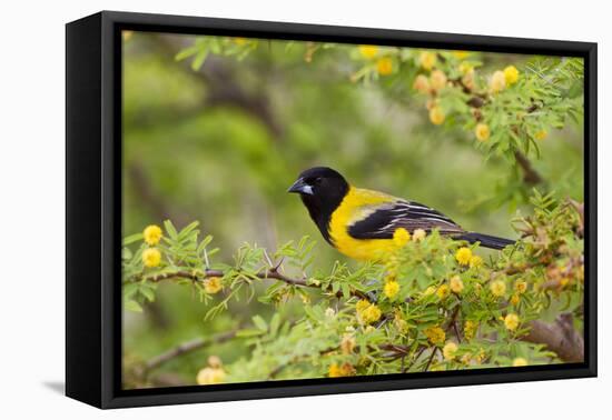 Santa Clara Ranch, Starr County, Texas. Audubon's Oriole (Icterus graduacauda) perched-Larry Ditto-Framed Premier Image Canvas