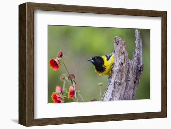 Santa Clara Ranch, Starr County, Texas. Audubons Oriole Perched-Larry Ditto-Framed Photographic Print