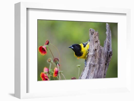 Santa Clara Ranch, Starr County, Texas. Audubons Oriole Perched-Larry Ditto-Framed Photographic Print