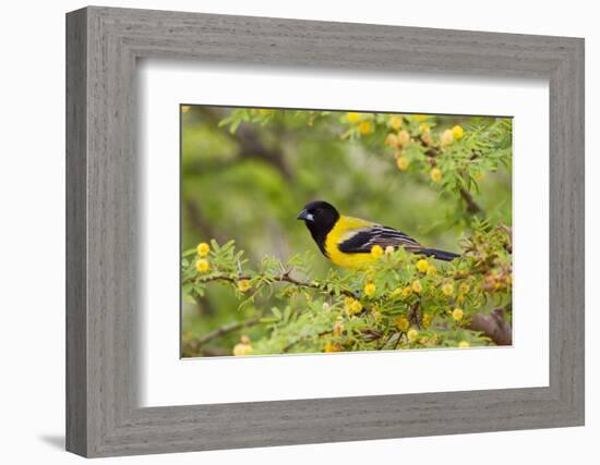 Santa Clara Ranch, Starr County, Texas. Audubons Oriole Perched-Larry Ditto-Framed Photographic Print