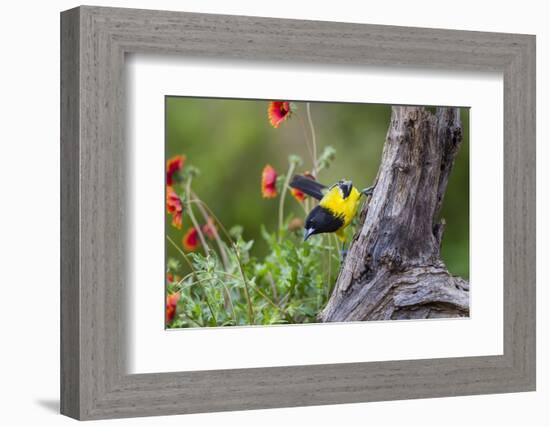 Santa Clara Ranch, Starr County, Texas. Audubons Oriole-Larry Ditto-Framed Photographic Print