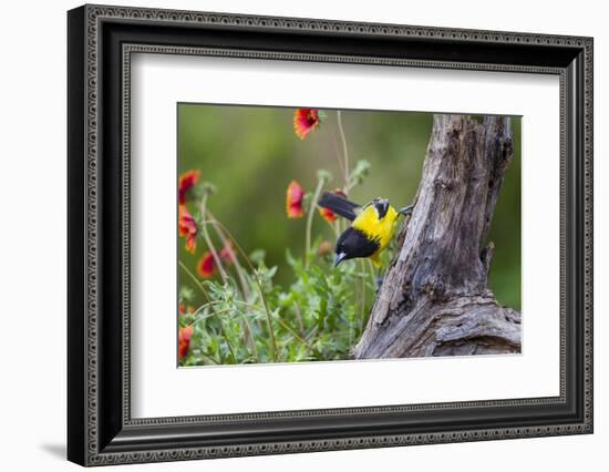 Santa Clara Ranch, Starr County, Texas. Audubons Oriole-Larry Ditto-Framed Photographic Print