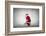 Santa Claus Rides a Bicycle-olly2-Framed Photographic Print