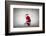 Santa Claus Rides a Bicycle-olly2-Framed Photographic Print