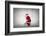 Santa Claus Rides a Bicycle-olly2-Framed Photographic Print