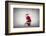 Santa Claus Rides a Bicycle-olly2-Framed Photographic Print