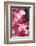 Santa Cruz, Tenerife Island, Spain. Botanical Gardens, dlowers. Santa Cruz, Botanic Gardens-Andrew Stewart-Framed Photographic Print