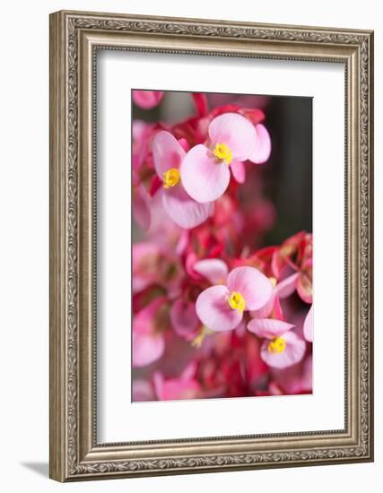 Santa Cruz, Tenerife Island, Spain. Botanical Gardens, dlowers. Santa Cruz, Botanic Gardens-Andrew Stewart-Framed Photographic Print