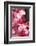 Santa Cruz, Tenerife Island, Spain. Botanical Gardens, dlowers. Santa Cruz, Botanic Gardens-Andrew Stewart-Framed Photographic Print