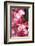 Santa Cruz, Tenerife Island, Spain. Botanical Gardens, dlowers. Santa Cruz, Botanic Gardens-Andrew Stewart-Framed Photographic Print