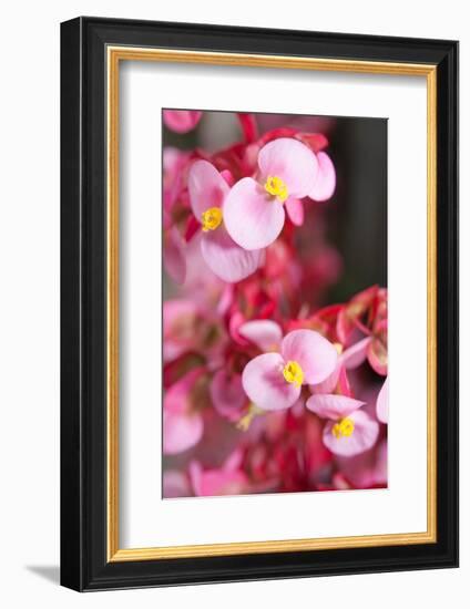 Santa Cruz, Tenerife Island, Spain. Botanical Gardens, dlowers. Santa Cruz, Botanic Gardens-Andrew Stewart-Framed Photographic Print